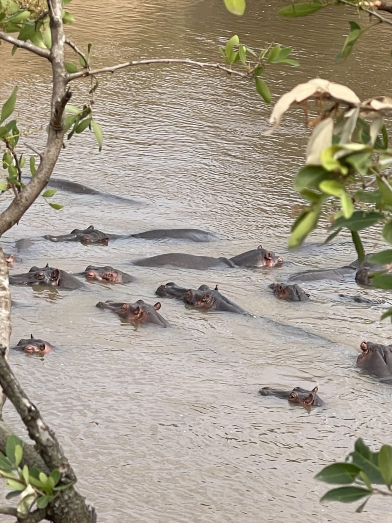 Hipopotamos en Kenia