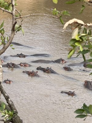 Hipopotamos en Kenia
