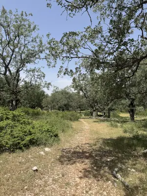 Camino en el bosque